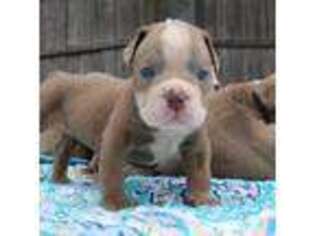 Olde English Bulldogge Puppy for sale in Deerfield, OH, USA