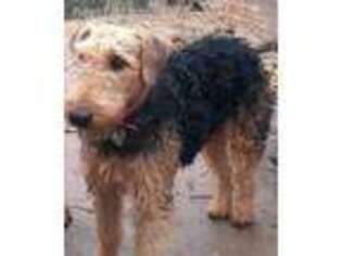 Airedale Terrier Puppy for sale in Millington, TN, USA