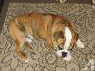 Olde English Bulldogge Puppy for sale in GREAT FALLS, MT, USA