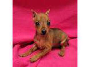 Miniature Pinscher Puppy for sale in Kit Carson, CO, USA