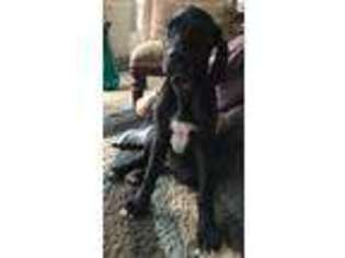 Great Dane Puppy for sale in Denver, CO, USA