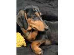 Dachshund Puppy for sale in Gainesville, MO, USA