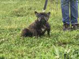 French Bulldog Puppy for sale in Cobden, IL, USA