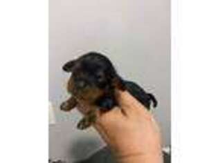 Cavalier King Charles Spaniel Puppy for sale in Nichols, SC, USA