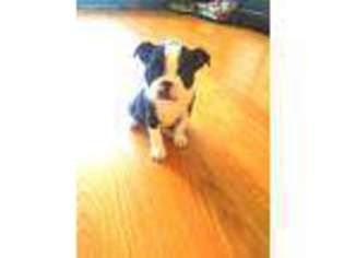 Boston Terrier Puppy for sale in Oceano, CA, USA