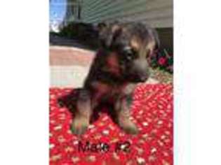 German Shepherd Dog Puppy for sale in Mc Causland, IA, USA