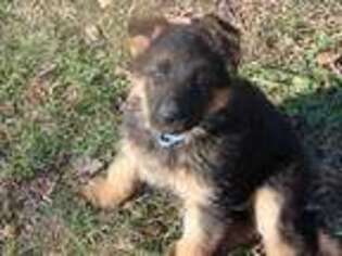 German Shepherd Dog Puppy for sale in Foley, MO, USA