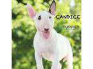 Bull Terrier Puppy for sale in Corning, CA, USA