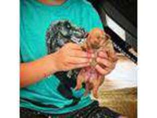Miniature Pinscher Puppy for sale in Woodbury, NJ, USA