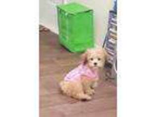 Shih-Poo Puppy for sale in Clarkston, GA, USA