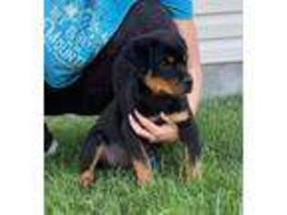 Rottweiler Puppy for sale in Carthage, MO, USA