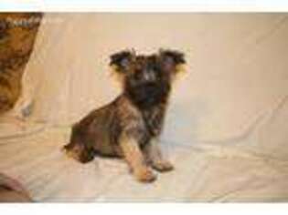 Cairn Terrier Puppy for sale in Hopewell, VA, USA