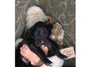 Great Dane Puppy for sale in Algona, IA, USA