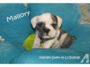 Bulldog Puppy for sale in PLEASANT VIEW, TN, USA