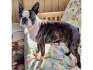 Boston Terrier Puppy for sale in Falling Waters, WV, USA