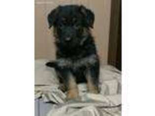 German Shepherd Dog Puppy for sale in Homewood, IL, USA