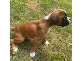 Boxer Puppy for sale in Eureka, IL, USA