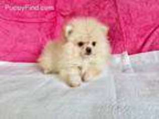 Pomeranian Puppy for sale in Orange, CA, USA