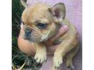 French Bulldog Puppy for sale in Troy, NC, USA