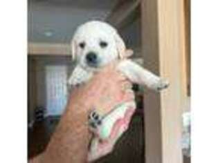 Labrador Retriever Puppy for sale in Santa Clarita, CA, USA