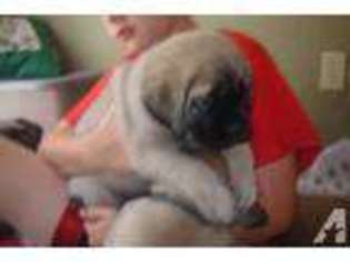 Mastiff Puppy for sale in TEMECULA, CA, USA
