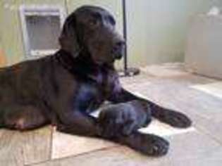 Labrador Retriever Puppy for sale in Addison, NY, USA