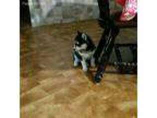 Siberian Husky Puppy for sale in Sullivan, IL, USA