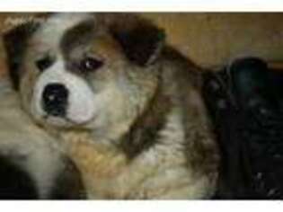 Akita Puppy for sale in Greenbrier, AR, USA