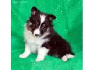 Shetland Sheepdog Puppy for sale in Rochester, NY, USA