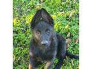 German Shepherd Dog Puppy for sale in Burleson, TX, USA