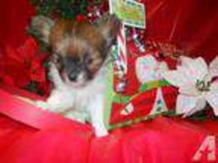 Papillon Puppy for sale in ALMA, NY, USA