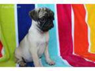 Pug Puppy for sale in Olive Hill, KY, USA