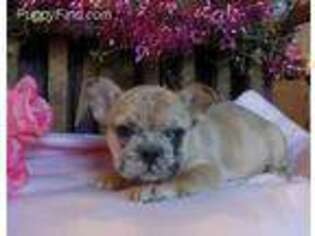 French Bulldog Puppy for sale in New Bethlehem, PA, USA