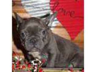 French Bulldog Puppy for sale in Wickliffe, KY, USA