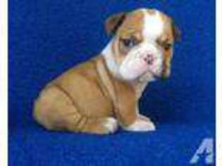 Bulldog Puppy for sale in PITTSBURGH, PA, USA