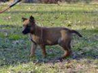 Belgian Malinois Puppy for sale in Cincinnati, OH, USA