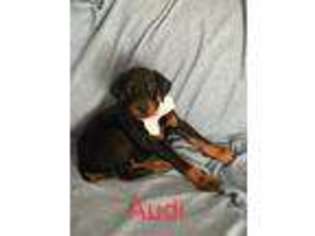 Doberman Pinscher Puppy for sale in Granby, MO, USA