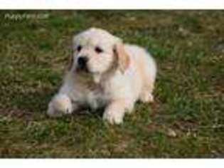Golden Retriever Puppy for sale in Fincastle, VA, USA