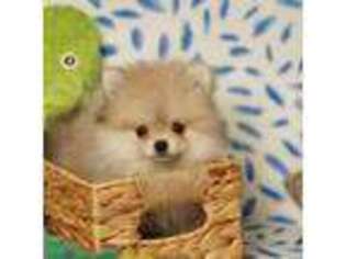 Pomeranian Puppy for sale in Santa Clarita, CA, USA