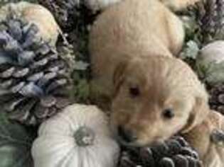 Golden Retriever Puppy for sale in Lynbrook, NY, USA