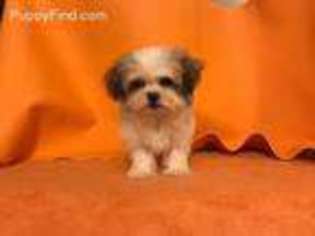 Mal-Shi Puppy for sale in Orange, CA, USA