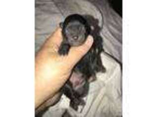 Poovanese Puppy for sale in Fort Wayne, IN, USA