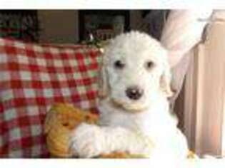 Goldendoodle Puppy for sale in Athens, GA, USA