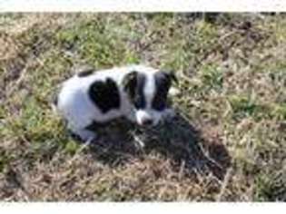 Jack Russell Terrier Puppy for sale in Falcon, MO, USA