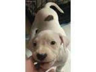 Dogo Argentino Puppy for sale in Vineland, NJ, USA