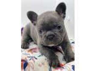 French Bulldog Puppy for sale in Roswell, NM, USA