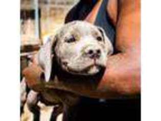 Cane Corso Puppy for sale in Los Angeles, CA, USA