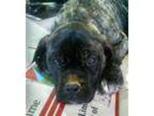 Mastiff Puppy for sale in Summerfield, NC, USA