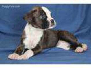 Boxer Puppy for sale in Clarkson, KY, USA