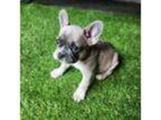 French Bulldog Puppy for sale in Oil City, PA, USA
